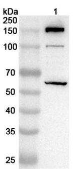 C4B Rabbit Polyclonal Antibody