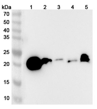 GPX1 Rabbit Polyclonal Antibody
