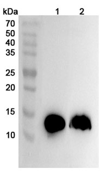 S100A9 Rabbit Polyclonal Antibody
