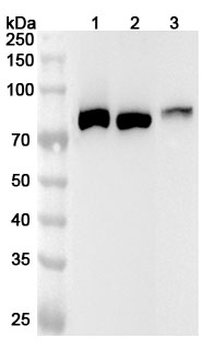 LTF Rabbit Polyclonal Antibody