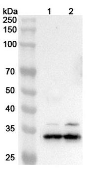 CD79β/CD79B Rabbit Polyclonal Antibody