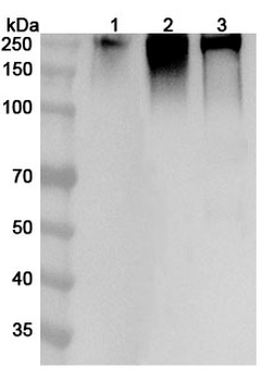 CD45/PTPRC Rabbit Polyclonal Antibody