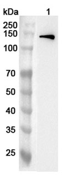 USP37 Rabbit Polyclonal Antibody