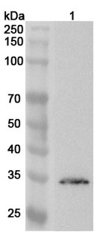 FBXO45 Rabbit Polyclonal Antibody