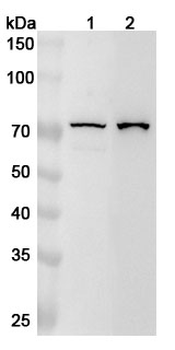 LTA4H Rabbit Polyclonal Antibody