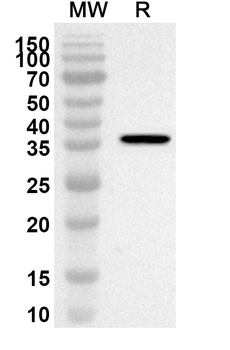 BPNT1 Rabbit Polyclonal Antibody