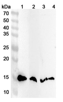 SH3BGRL Rabbit Polyclonal Antibody