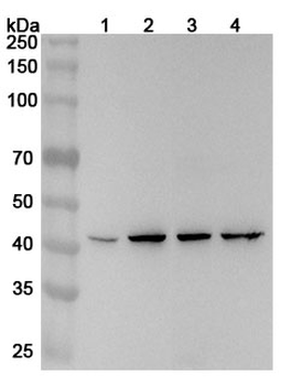 DNAJA2 Rabbit Polyclonal Antibody