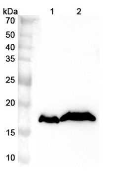 CYB5B Rabbit Polyclonal Antibody