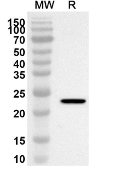 CD235a/GYPA Rabbit Polyclonal Antibody
