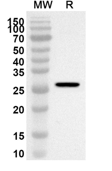 CD168/HMMR Rabbit Polyclonal Antibody