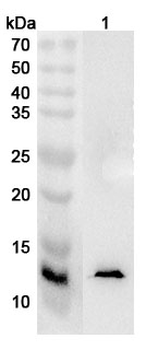 MYCBP Rabbit Polyclonal Antibody