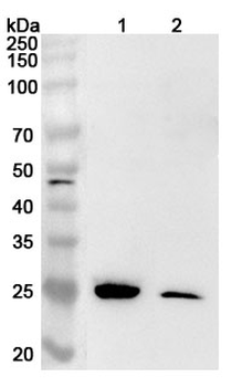 RTRAF Rabbit Polyclonal Antibody