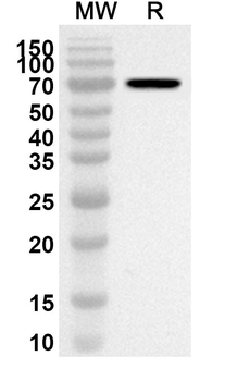 BCL6 Rabbit Polyclonal Antibody