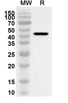 ALKBH5 Rabbit Polyclonal Antibody