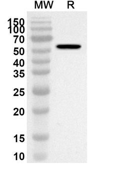 OCEL1 Rabbit Polyclonal Antibody