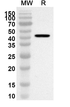 TNFRSF19 Rabbit Polyclonal Antibody