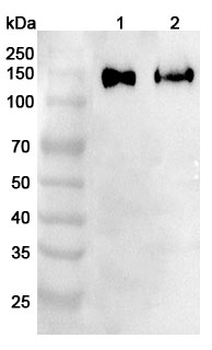 CD146/MCAM Rabbit Polyclonal Antibody