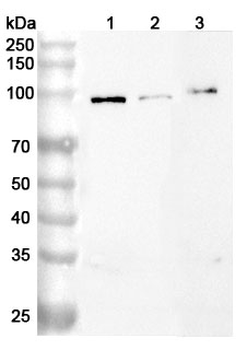 ACE2 Rabbit Polyclonal Antibody