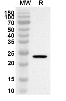 CD319/SLAMF7 Rabbit Polyclonal Antibody
