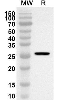 CD124/IL4R/IL-4Rα Rabbit Polyclonal Antibody