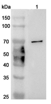 CD244 Rabbit Polyclonal Antibody