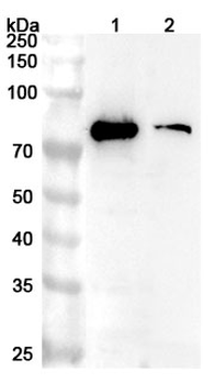 CD125/IL5RA Rabbit Polyclonal Antibody
