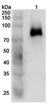 CD62L/SELL Rabbit Polyclonal Antibody