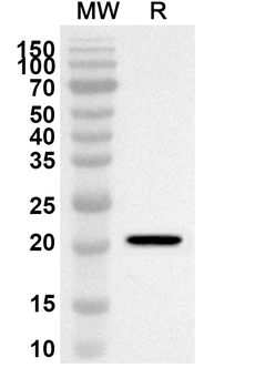 CREG1 Rabbit Polyclonal Antibody