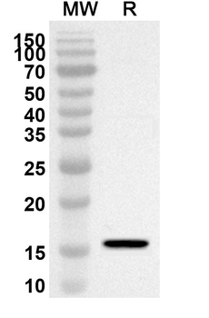 COLEC11 Rabbit Polyclonal Antibody