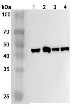 CADM3/NECL-1/TSLL1 Rabbit Polyclonal Antibody