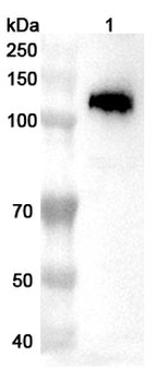 PKN1 Rabbit Polyclonal Antibody