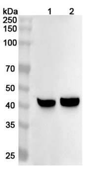 MAT1A Rabbit Polyclonal Antibody