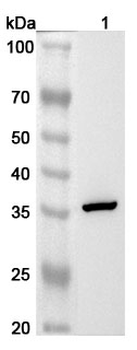 GNPDA1 Rabbit Polyclonal Antibody