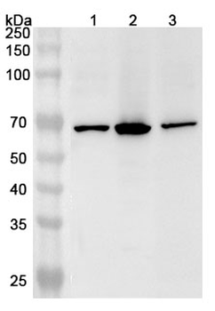 U2AF2 Rabbit Polyclonal Antibody