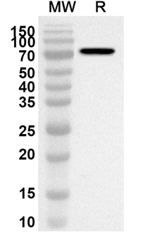 CD71/TFRC Rabbit Polyclonal Antibody