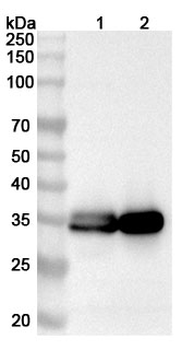 HLA-DRA Rabbit Polyclonal Antibody
