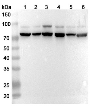 VSIG1 Rabbit Polyclonal Antibody
