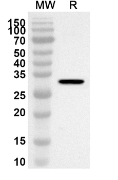 CADM4 Rabbit Polyclonal Antibody