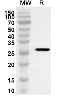 Btnl4 Rabbit Polyclonal Antibody
