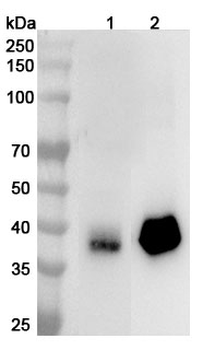 CD321/F11R Rabbit Polyclonal Antibody
