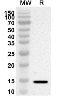 CD366/HAVCR2/TIM-3 Rabbit Polyclonal Antibody