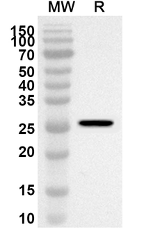 CD69 Rabbit Polyclonal Antibody