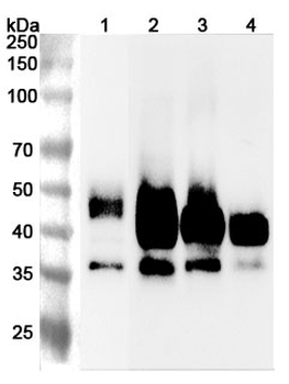 CD147/BSG Rabbit Polyclonal Antibody
