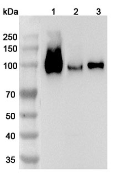 CD106/VCAM1 Rabbit Polyclonal Antibody