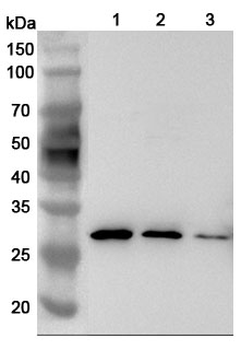 LGALS3/Galectin-3 Rabbit Polyclonal Antibody