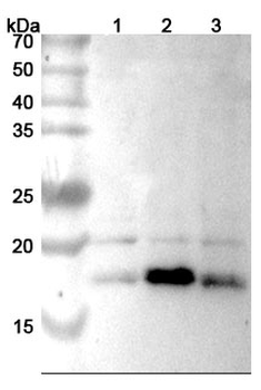 FGF2/bFGF Rabbit Polyclonal Antibody