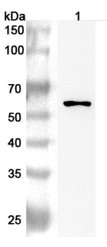 CD115/CSF1R Rabbit Polyclonal Antibody