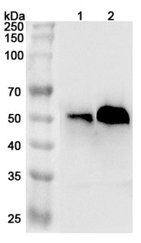 AHSG Rabbit Polyclonal Antibody