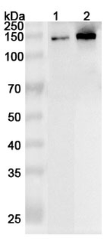 CEP131 Rabbit Polyclonal Antibody